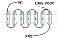 Anti-KISS1 Receptor (GPR54) (extracellular) Antibody