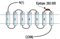Anti-KISS1 Receptor (GPR54) (extracellular) Antibody