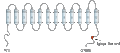 Anti-KCC1 (SLC12A4) Antibody