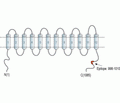 KCC1/SLC12A4 Blocking Peptide