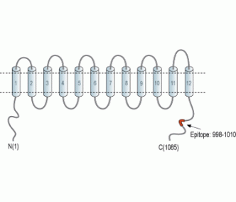 KCC1/SLC12A4 Blocking Peptide