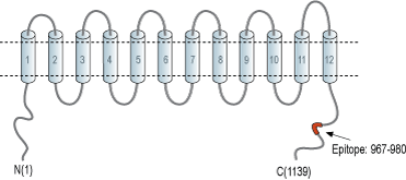 Anti-KCC2 (SLC12A5) Antibody