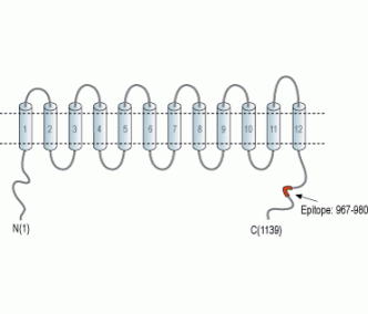 KCC2/SLC12A5 Blocking Peptide