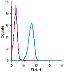 Mouse Anti-KCNN4 (KCa3.1, SK4) (extracellular)-FITC Antibody