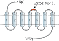 Anti-Human BLT1 (extracellular) Antibody