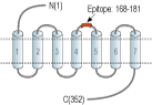 Anti-Human BLT1 (extracellular) Antibody
