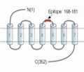 Human BLT1 (extracellular) Blocking Peptide