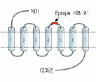 Human BLT1 (extracellular) Blocking Peptide