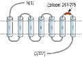 Anti-CysLTR1 (extracellular) Antibody