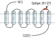 Anti-CysLTR1 (extracellular) Antibody