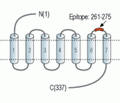 CysLTR1 (extracellular) Blocking Peptide