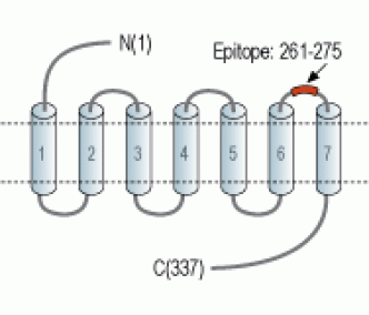 CysLTR1 (extracellular) Blocking Peptide