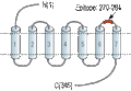 Anti-Human CysLTR2 (extracellular) Antibody