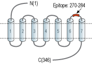 Anti-Human CysLTR2 (extracellular) Antibody
