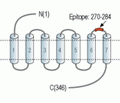 Human CysLTR2 (extracellular) Blocking Peptide