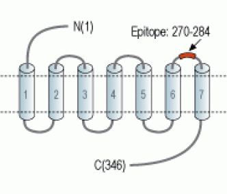 Human CysLTR2 (extracellular) Blocking Peptide