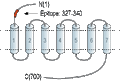 Anti-LH Receptor (LHCGR) (extracellular) Antibody