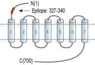 Anti-LH Receptor (LHCGR) (extracellular) Antibody