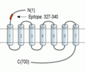 LH Receptor/LHCGR (extracellular) Blocking Peptide