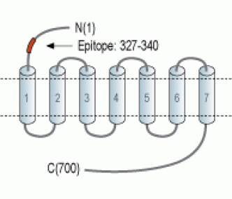 LH Receptor/LHCGR (extracellular) Blocking Peptide