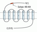Latrophilin-1/LPHN1 (extracellular) Blocking Peptide