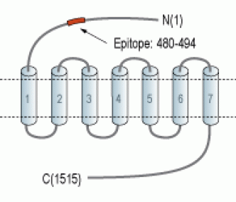 Latrophilin-1/LPHN1 (extracellular) Blocking Peptide