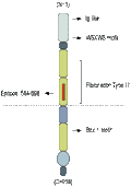 Anti-GP130 (extracellular) Antibody