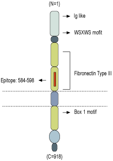 Anti-GP130 (extracellular) Antibody