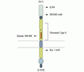GP130 (extracellular) Blocking Peptide