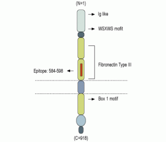 GP130 (extracellular) Blocking Peptide