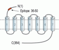 LPAR1/EDG2 (extracellular) Blocking Peptide