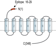 Anti-LPAR2 (EDG4) (extracellular) Antibody