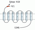 LPAR2/EDG4 (extracellular) Blocking Peptide