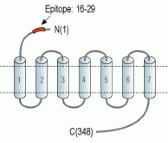 LPAR2/EDG4 (extracellular) Blocking Peptide