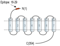 Anti-LPAR3 (EDG7) (extracellular) Antibody