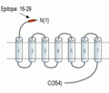 LPAR3/EDG7 (extracellular) Blocking Peptide