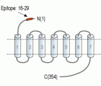 LPAR3/EDG7 (extracellular) Blocking Peptide