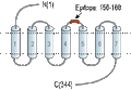Anti-LPAR6 (P2RY5) (extracellular) Antibody
