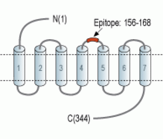 LPAR6/P2RY5 (extracellular) Blocking Peptide