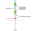 Leptin Receptor (extracellular) Blocking Peptide
