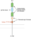 Anti-Leptin Receptor (extracellular) Antibody