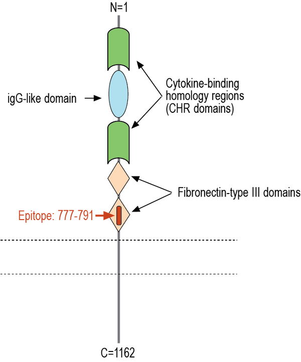 Anti-Leptin Receptor (extracellular) Antibody