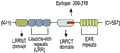 Anti-LGI1 Antibody