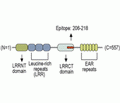 LGI1 Blocking Peptide