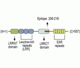 LGI1 Blocking Peptide