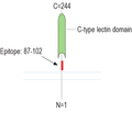 CLEC7A/Dectin-1 (extracellular) Blocking Peptide