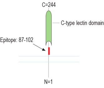 CLEC7A/Dectin-1 (extracellular) Blocking Peptide