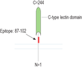Anti-CLEC7A/Dectin-1 (extracellular) Antibody