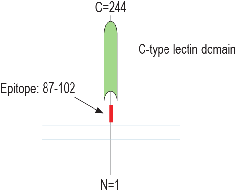 Anti-CLEC7A/Dectin-1 (extracellular) Antibody