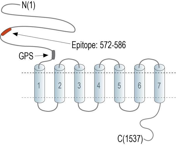 Anti-Latrophilin-3 (extracellular) Antibody